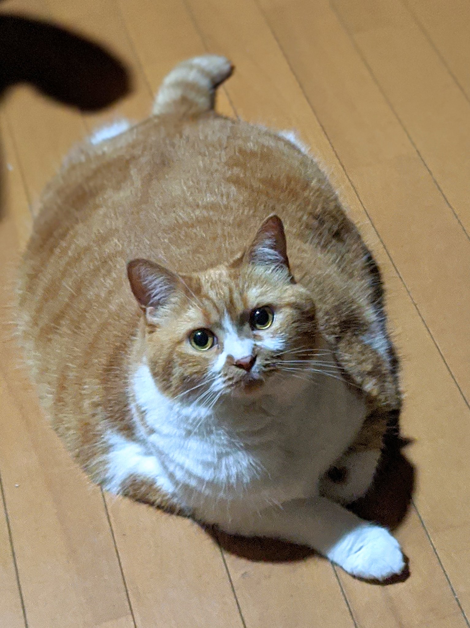 デブ猫まりん でぶねこの夏 でぶねこ デブ猫 もふもふモフモフ T Co 5umoqcguys Twitter