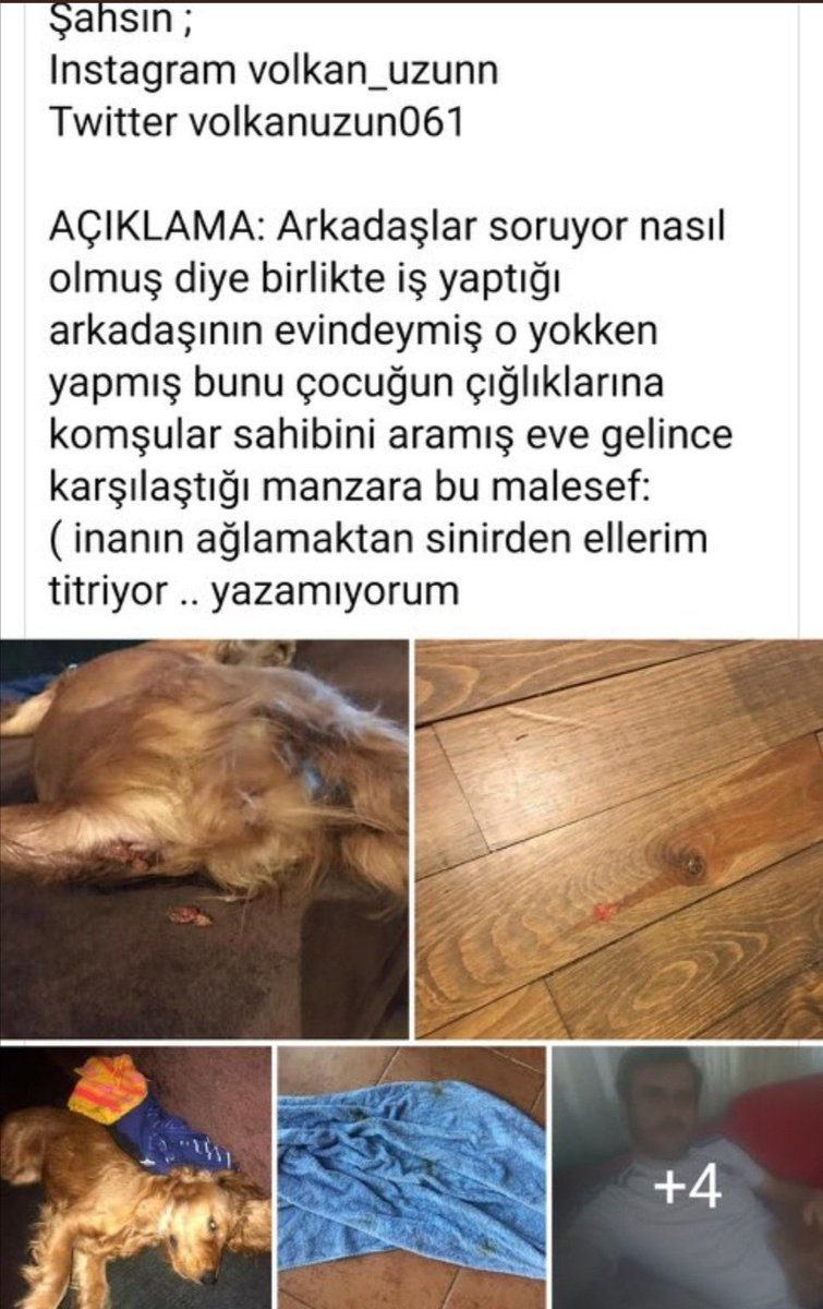 hepberaberdurde's tweet photo. Sahibinin cenaze nedeni ile emanet ettiği köpeğe tecavüz eden Volkan Uzun,tecavüz sonrası köpeği yıkayıp sperm kalıntılarını yok etmeye çalışmış. Aşırı alkollü olarak gözaltına alınan Uzun, köpeğin sahibinin şikayeti üzerine Küçükesat karakoluna götürüldü. #VolkanUzunTutuklansın https://t.co/VgSDSrXW37
