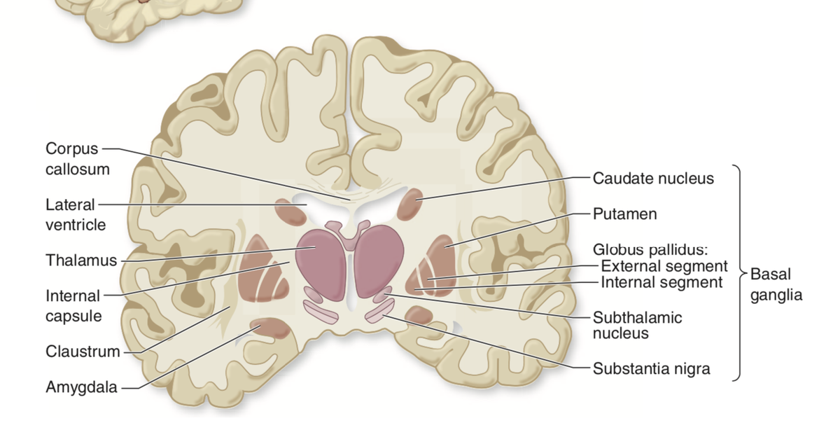 Что такое путамен 8 букв. Globus pallidus анатомия. Базальные ганглии putamen. Таламус на кт анатомия. Putamen анатомия.