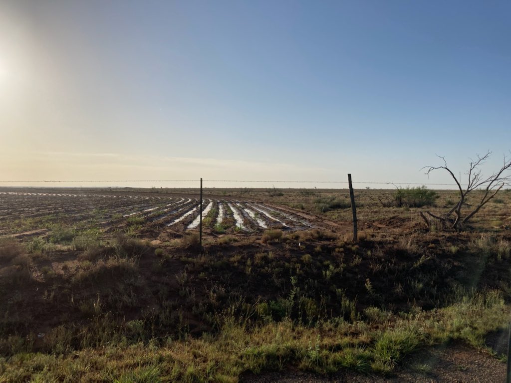 TiffDowell's tweet image. You may remember a couple weeks ago when I showed a photo from back home &amp;amp; said it was as dry as I have seen it. I’m happy to report we have has 3” in the last week &amp;amp; it’s been a sight for sore eyes! #farmlife #goodrain #backonthefarm #farmersdaughter
