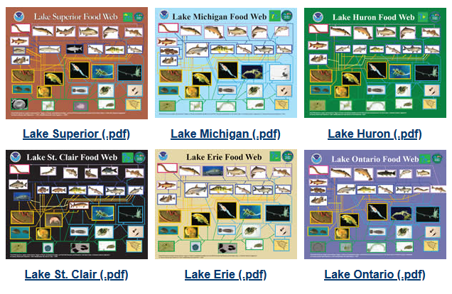 iBioLeddy's tweet photo. "GLERL has developed food web diagrams for all of the Great Lakes and Lake St. Clair. The major species in each lake are briefly described, along with a diagram summarizing the ecosystem energy flow (who eats or is eaten by whom!)" https://t.co/o86wmeLF6Z https://t.co/jbZW46Yqx6