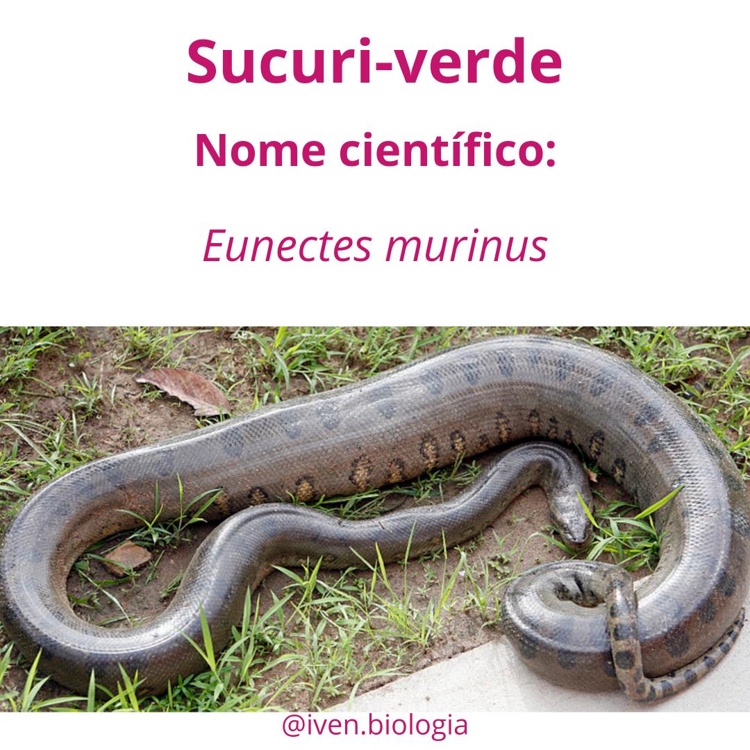 iven_biologia's tweet photo. Deixo aqui o nome científico e a classificação taxonômica dessa gigante e belíssima serpente.

#Biologia #Biology #Bio #Biologo #Biologist #BiologyStudent #BioLovers #CienciasBiologicas #Life #Vida #Ciencia #Science #Estudante #Sucuri #Serpente
https://t.co/g24fzaFRLT https://t.co/op0teK39dC