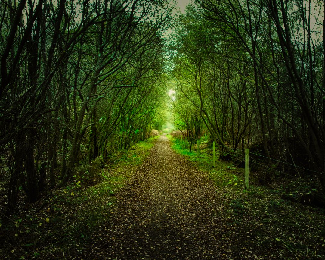 legit_wizard's tweet photo. And into the forest I go, to lose my mind and find my soul.
#darkphotography⠀
#darkphoto⠀
#darktrees⠀
#renegade_dark⠀
#soul_hunters⠀
#the_mirror_of_our_souls⠀
#somber_moods⠀
#moody_tones⠀
#moody_captures⠀
#raw_moody⠀
#rawphotography⠀
#sky_brilliance⠀ https://t.co/hZgsAo0WF2