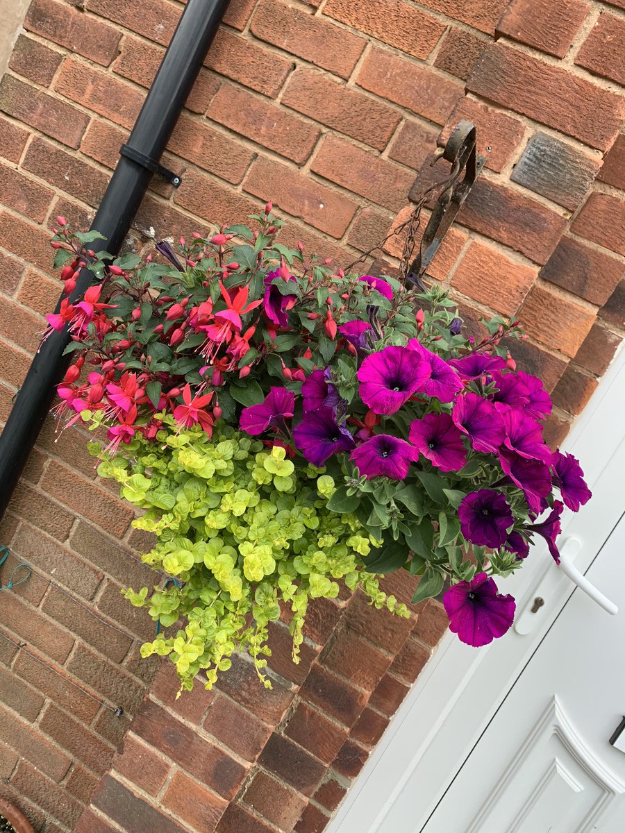 CBstudentOT's tweet photo. Update of my hanging basket in full bloom 🌸🌸 https://t.co/ZW42vb56lz