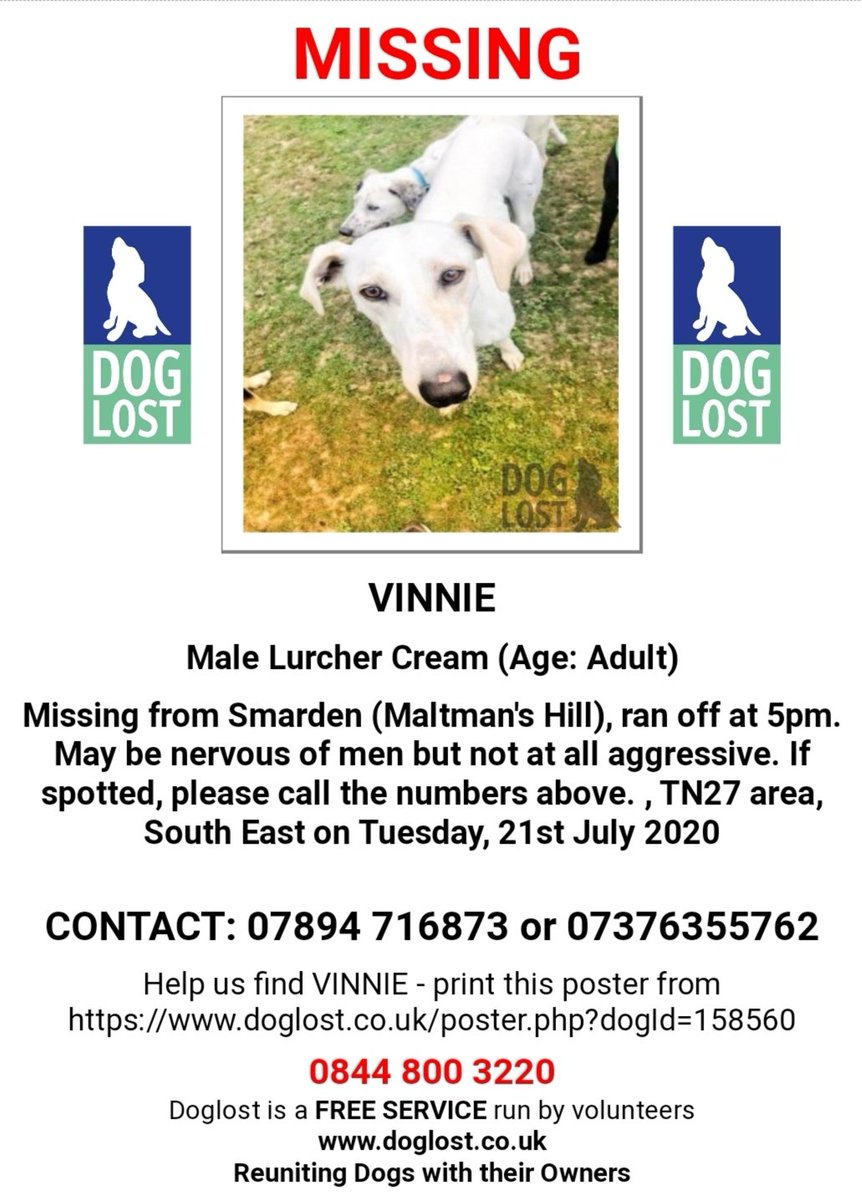 SaveSedr's tweet photo. It is over 24 hours since Vinnie was last seen. Please, please keep SHARING. We have to get this precious SEDR boy @DoglostUK #home. #lostdog #rescue #rescuedog #LFCchampions #kent #help #share https://t.co/pljKpEQkmi
