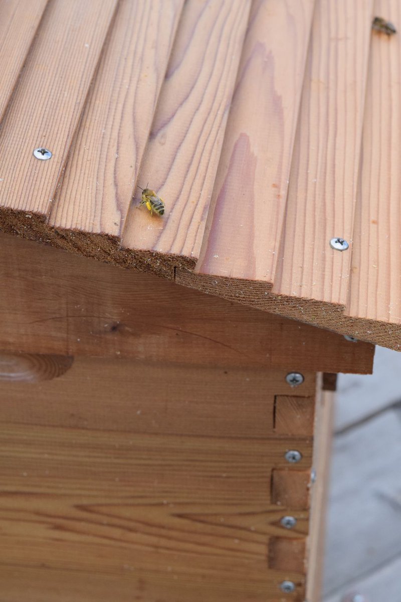 Did you know: a honey bee has over three million hairs on its body that catch pollen? Many different plants reproduce from bees taking pollen from one plant to another which is why bees are such an important part of our ecosystem. #UrbanBeekeeping #MacEwanU