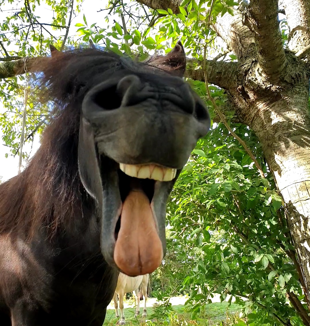 Met de groeten van mijn vrolijke zwarte labrador 😋