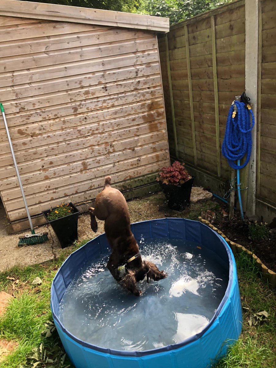 CityPoliceDogs's tweet photo. Think PD Jerry missed the No Diving sign ๐คฆ๐ปโโ๏ธ #PDJerry @CityPoliceCops https://t.co/nCU9wSILMs