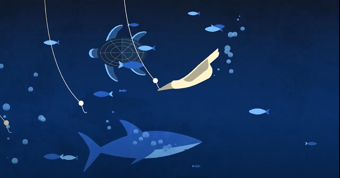 Vessels can also end up inadvertently catching endangered and threatened species that also live on the high-seas, including turtles, seabirds, and cetaceans. While many RFMOs have rules that protect these species, compliance is often lacking.