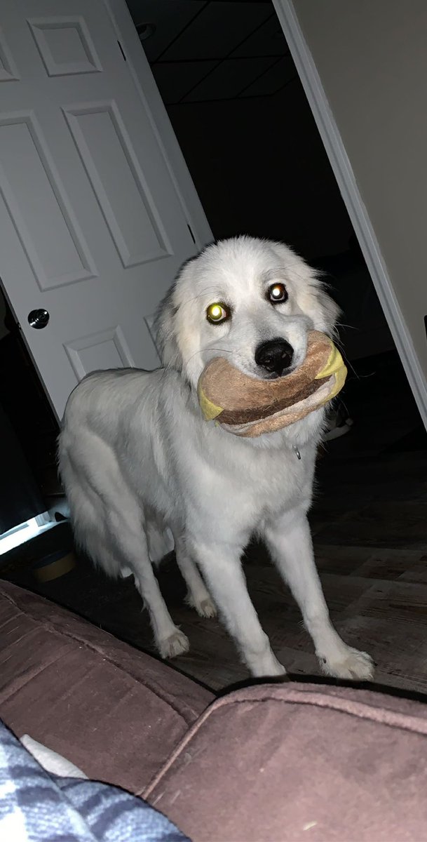 FlurryJoe's tweet photo. @Teeqo Everyone meet snowball https://t.co/2e7oWuz0xj
