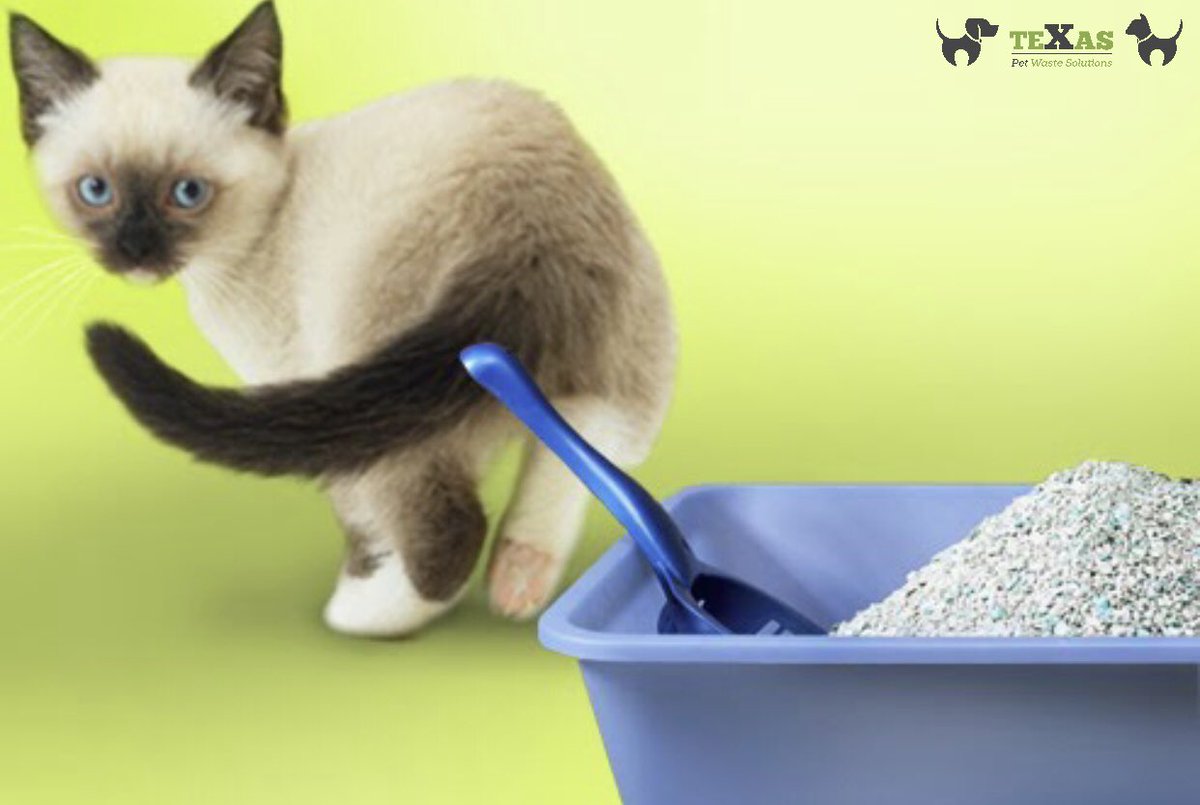 We’ll 🧼 and disinfect your 🐈 litter box.

Contact/ Follow Us:
Phone: (281) 760-3191
Website:texaspetwastesolutions.com
.
.
#pethealth #dogboarding #dogfood #petlover #doglife #doggy #dogdaycare #vet #catlover #petstore #dogwalking #mychemicalromance #texaspetwastesolutions