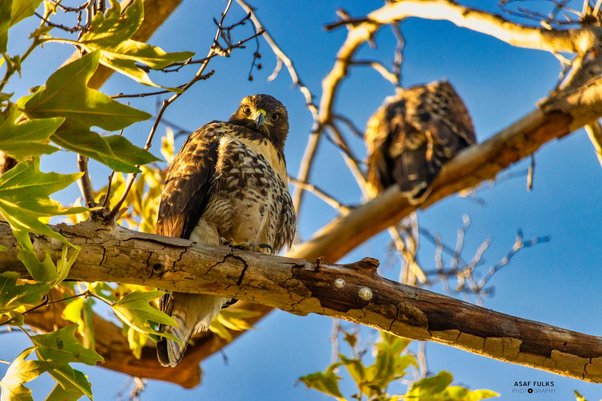 ocrecording's tweet image. Beautiful Northern Harrier Hawks living outside the studio at #ocrecording 🍊 @asaffulks captured these shots with the Canon 90d and ef-s 55-250 📸

#northernharrier #asaffulks #photography #90d #orangcounty #birdsofprey #birdphotography #canonphotography