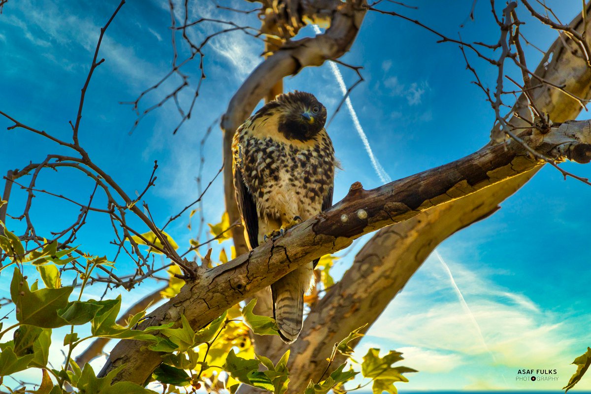 ocrecording's tweet image. Beautiful Northern Harrier Hawks living outside the studio at #ocrecording 🍊 @asaffulks captured these shots with the Canon 90d and ef-s 55-250 📸

#northernharrier #asaffulks #photography #90d #orangcounty #birdsofprey #birdphotography #canonphotography