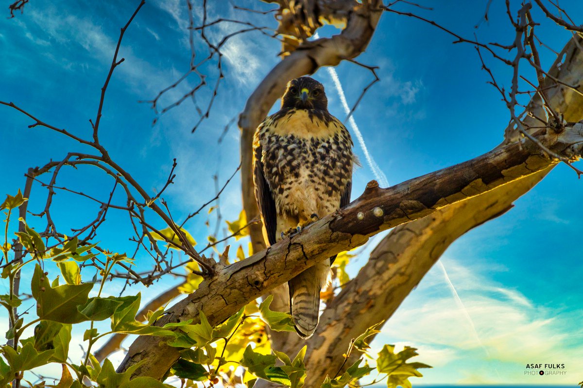 ocrecording's tweet image. Beautiful Northern Harrier Hawks living outside the studio at #ocrecording 🍊 @asaffulks captured these shots with the Canon 90d and ef-s 55-250 📸

#northernharrier #asaffulks #photography #90d #orangcounty #birdsofprey #birdphotography #canonphotography