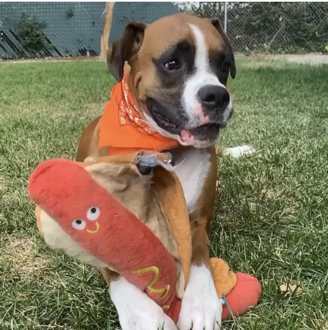 Happy National Hot Dog Day.🌭🐶🌭