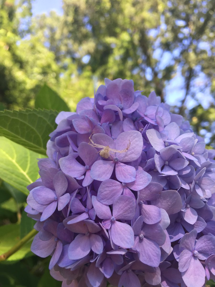 Wilson Botanical tweet media