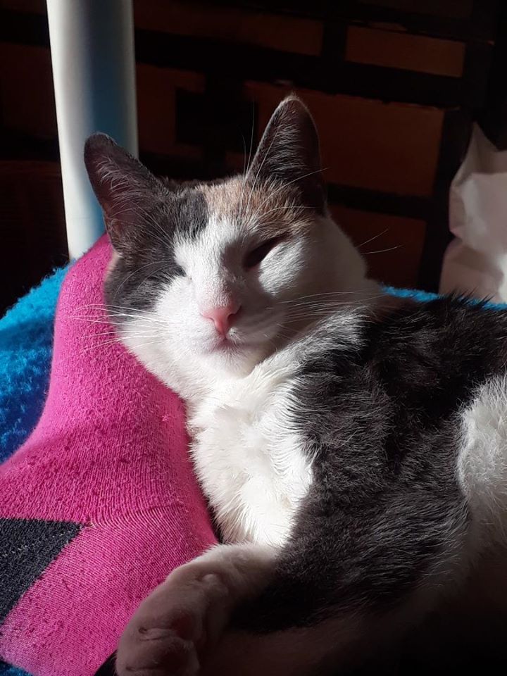 GARanimalrescue's tweet photo. From Greece to Switzerland. It's always good to receive updates on animals we've helped. Here's Paprika who was rescued last summer by Christina, while on holiday on Sifnos #straycatsofgreece #adoptdontshop #straysofgreece #animalrescue https://t.co/rsxOQzXdiV