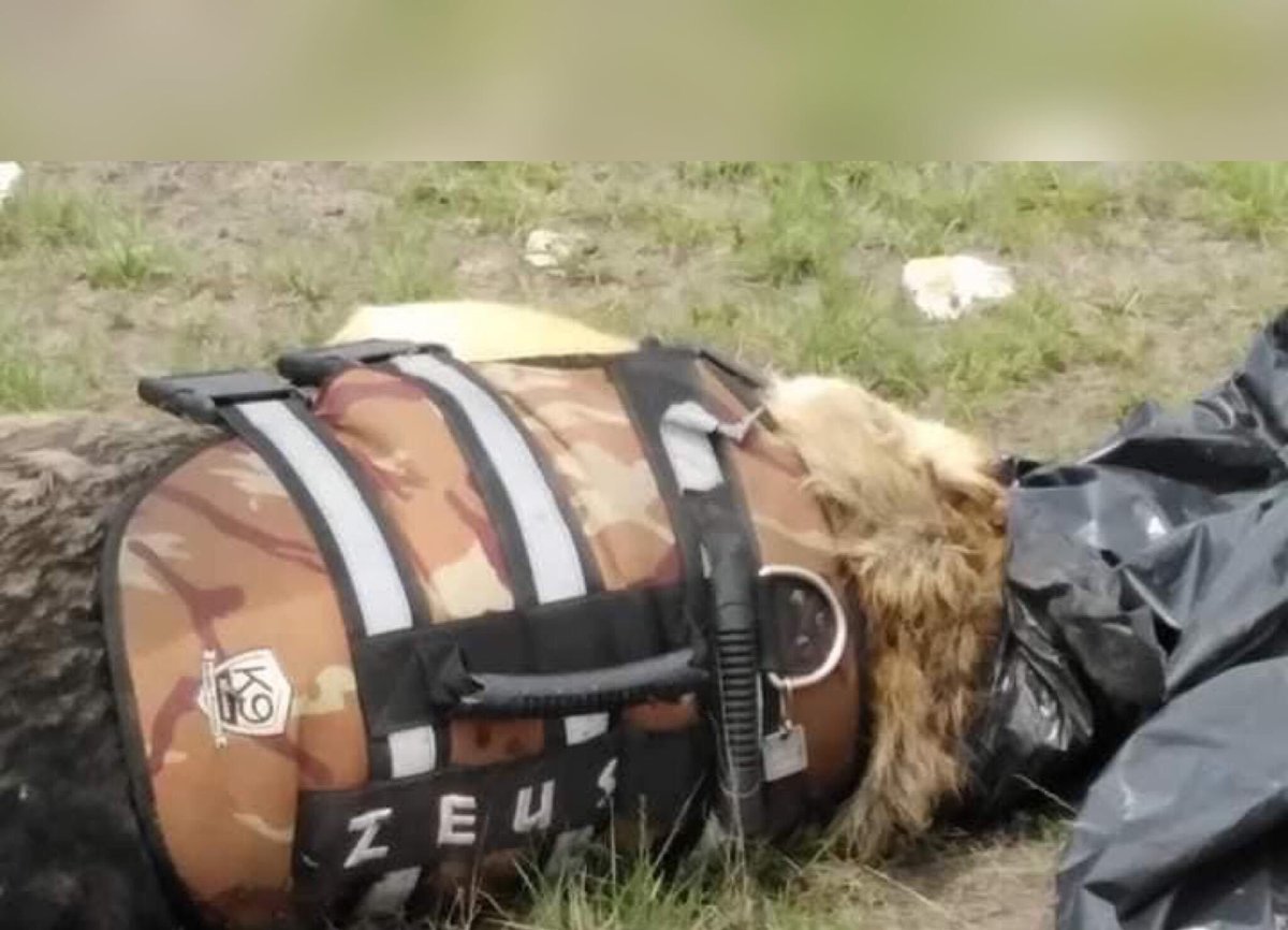 Kaibil21's tweet photo. @FGEGUANAJUATO ¿Y que sucede con esto? ¿Me gustaría que se explique por qué se dejó abandonado a Zeus? https://t.co/lfBIOdkgbS