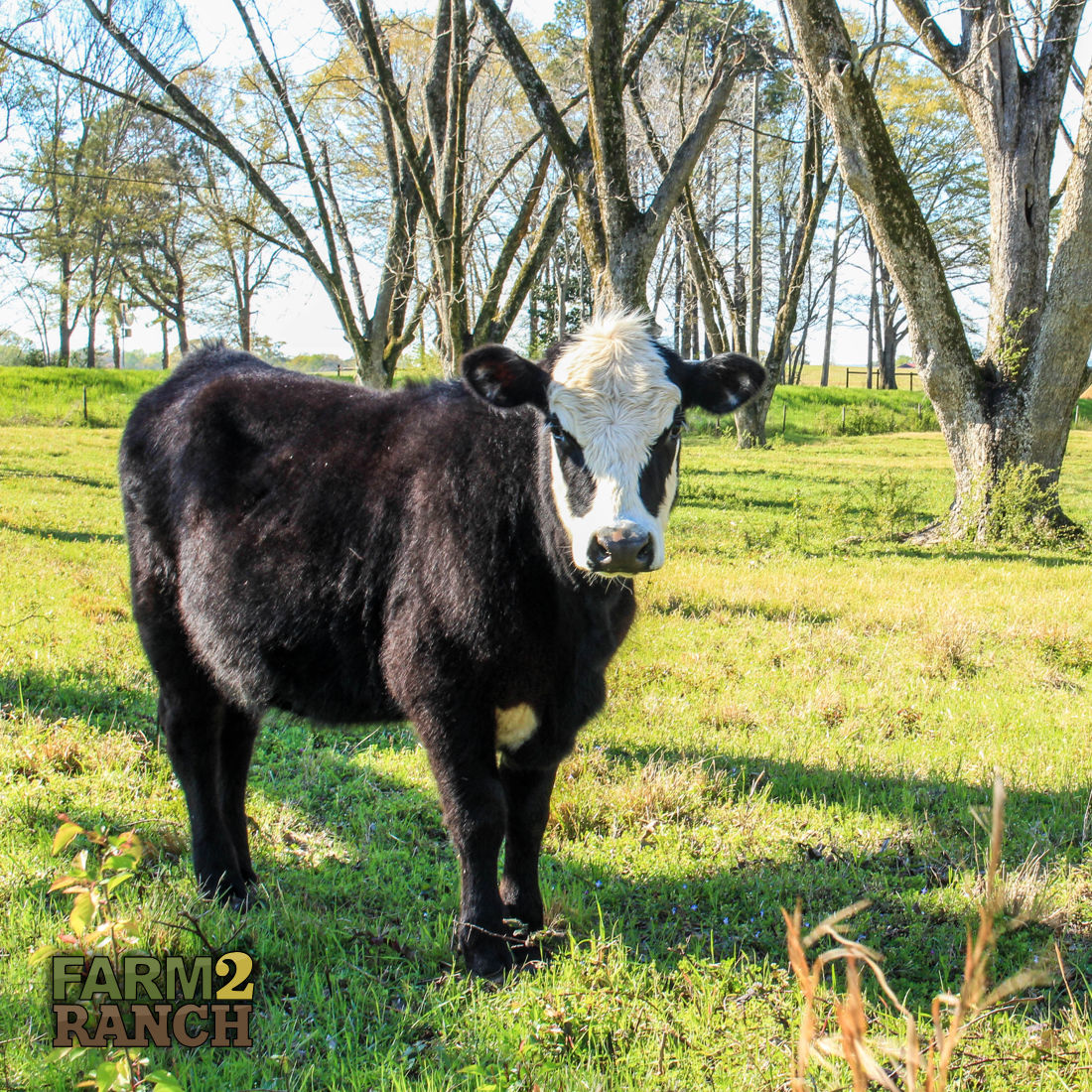 farm2_ranch's tweet photo. What are you lookin' at? You should be looking at https://t.co/dXL3Jz0pkG!

#farm2ranch #usedag #agriculture #letsgrowtogether https://t.co/vwNMmcNg6d