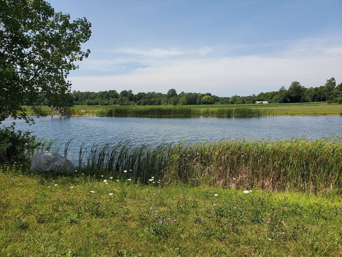 PhycoTechInc's tweet photo. #LakesAppreciation Month, Downsized!   Next up is an unnamed Farm Pond in Eau Claire, Michigan, and comes in at 5 acres. In addition to #supercoolalgae in the plankton, it also boasts a Chara bed!  Gotta love the diversity of the #epiphyton, or algae attached to the plants. 🤓 https://t.co/mAljxkKaUU