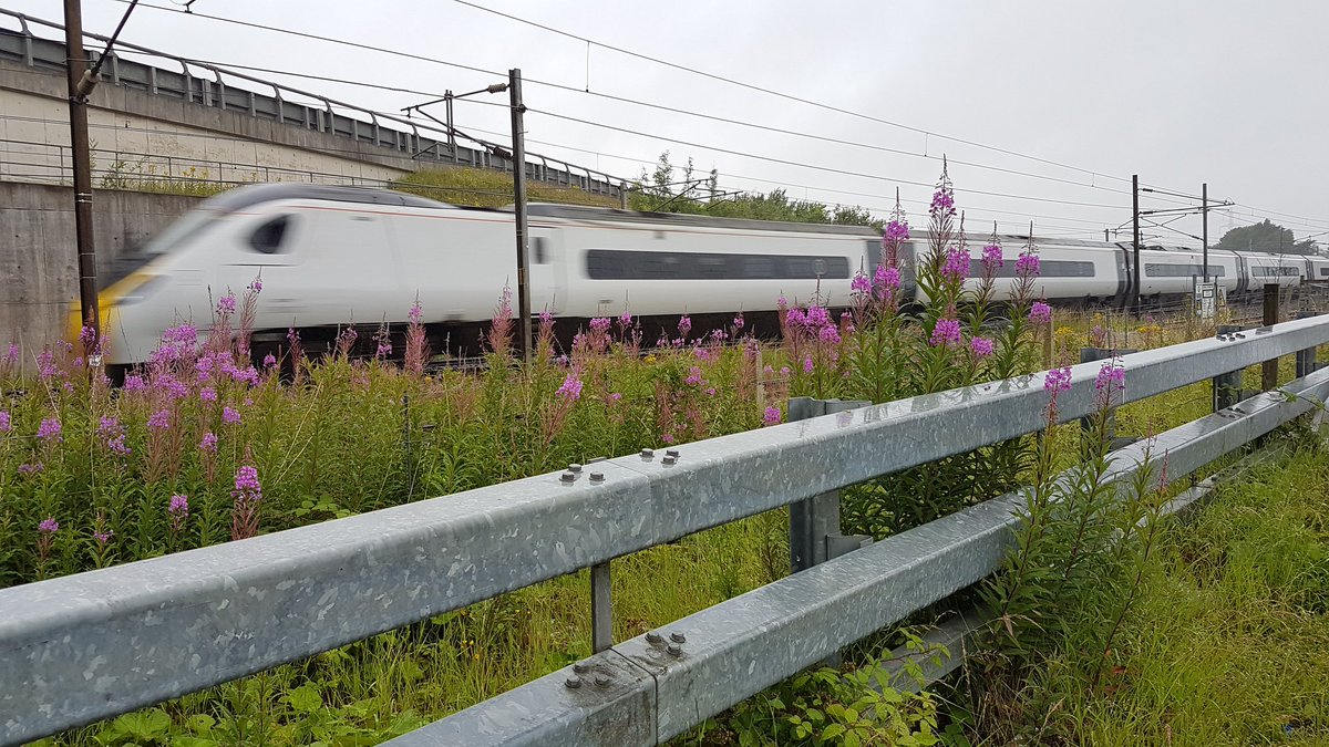 Sunflower27R's tweet photo. I'm liking all of the #flowers along the #railway at #Mossband #Cumbria
#nature #NaturePhotography #trains @AvantiWestCoast @networkrail #Pendolino #m6 #Flowers #wildflowers #bees #beefriendly #Butterflies #trainphotography #railways #trainspotter #almostScotland https://t.co/RZ0tUrjU0M