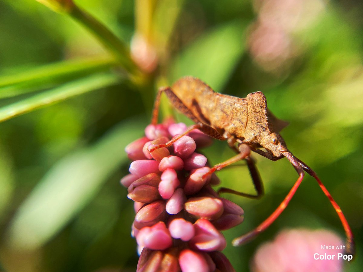 BerrySnapshot's tweet photo. Macro photography https://t.co/JfPBsF7J5a