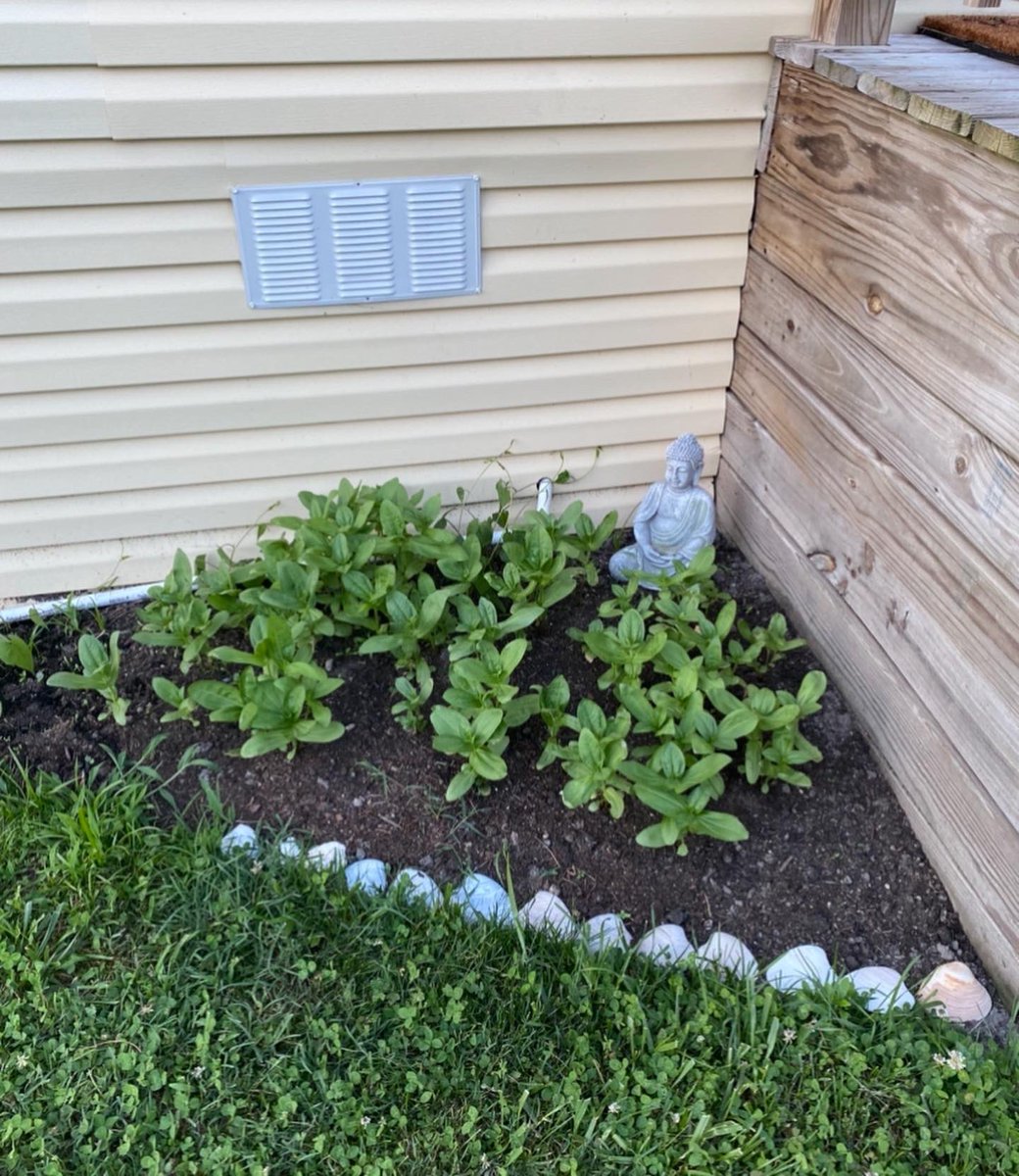 HollyroseAbrams's tweet photo. I successfully grew flowers!!!!🌺🌸🌼🌻🌹🌷 https://t.co/HDt2rlooE2