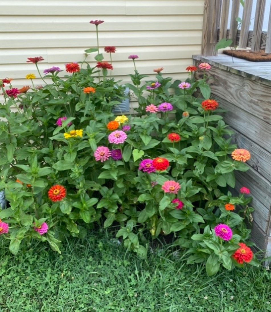 HollyroseAbrams's tweet photo. I successfully grew flowers!!!!🌺🌸🌼🌻🌹🌷 https://t.co/HDt2rlooE2