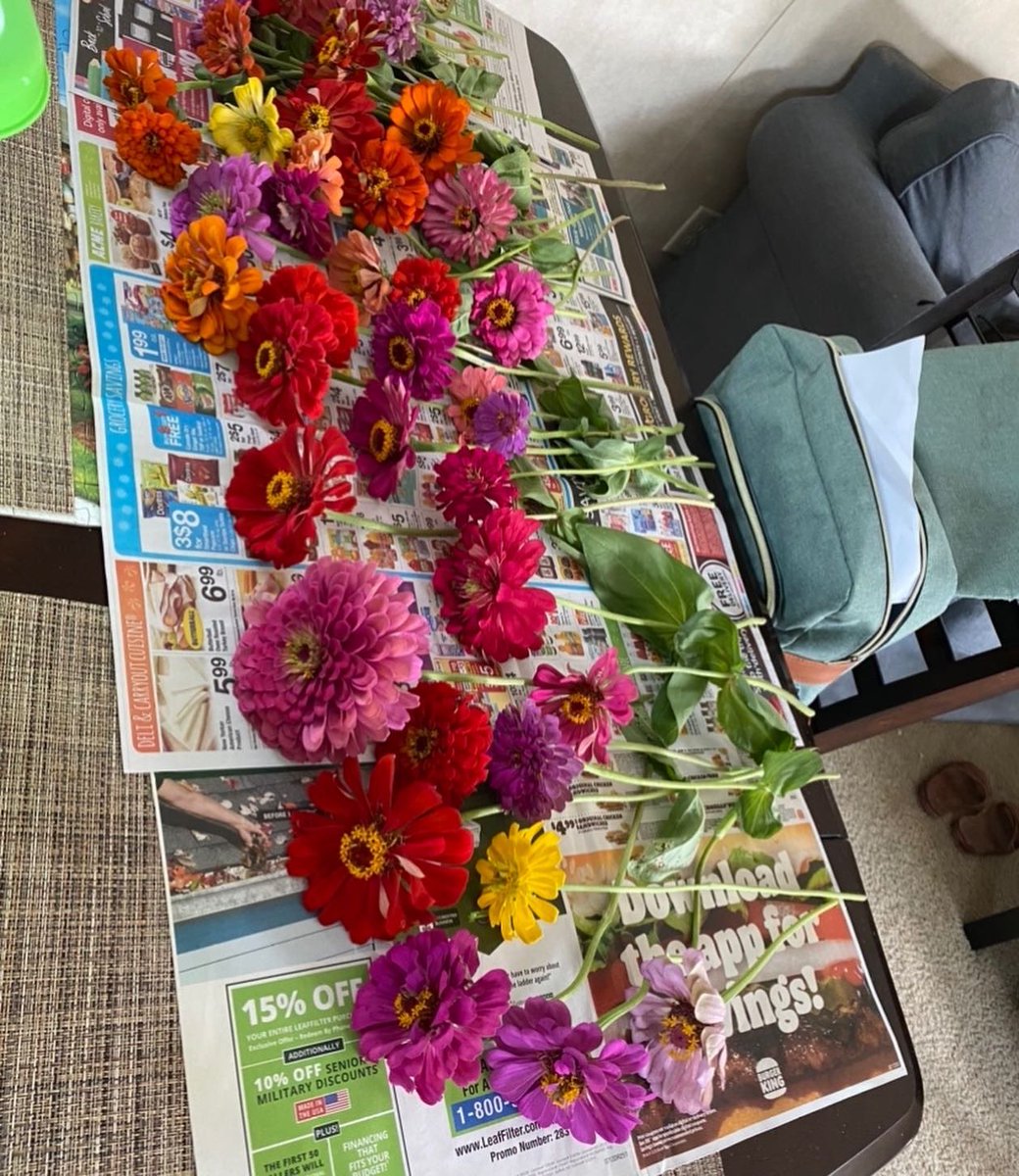 HollyroseAbrams's tweet photo. I successfully grew flowers!!!!🌺🌸🌼🌻🌹🌷 https://t.co/HDt2rlooE2