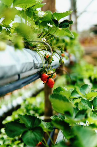 ECOLIFE Conservation tweet media