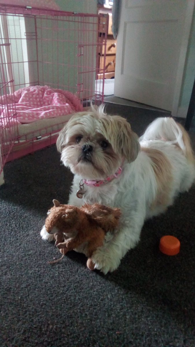 natalievaness15's tweet photo. Da Gma babysitted me again today. When Mum came home, Gma told her dat me "has spent most of the afternoon earwiggin at the neighbours." 😮😮 Harsh, but fair 😏🤷 #WednesdayTallulah https://t.co/JoU4CWPb4Y