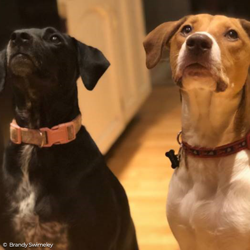 Defenders's tweet photo. Meet Callie &amp; Scarlet! They are ready to help Brandy Swimeley, our VP of marketing, as she prepares exclusive content for our #WildlifeGuardian members &amp; working with partners for other ways to support our work. Learn more: https://t.co/GIivmkczU9 #RemoteDefending https://t.co/WblxtAaHGc