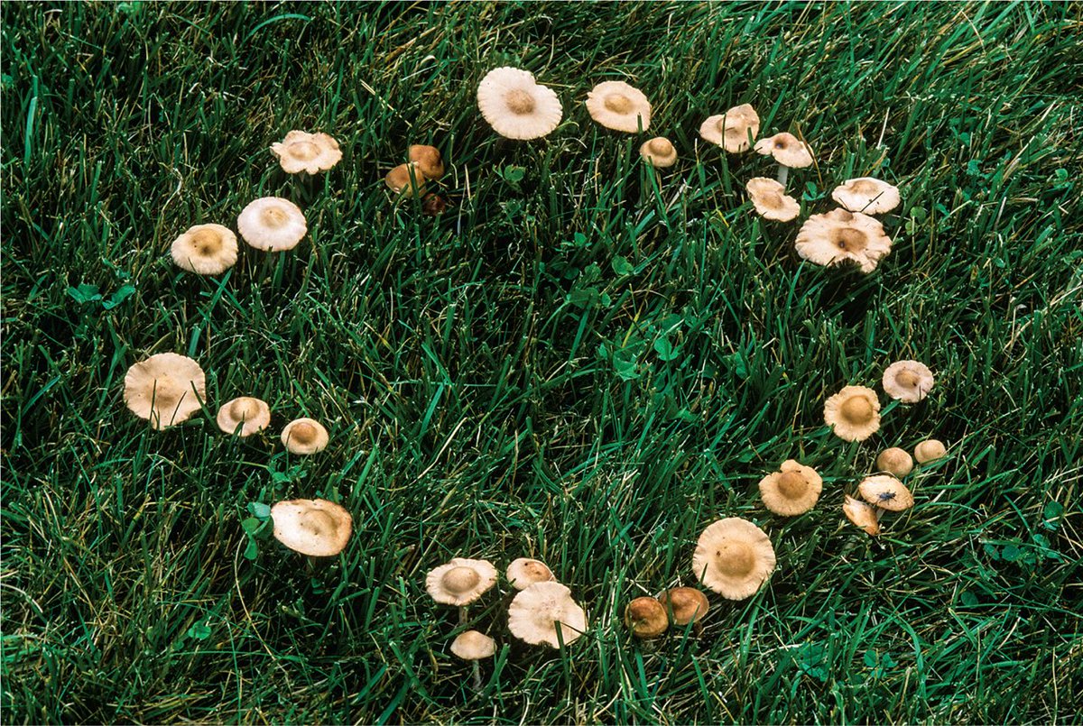 RATDAD420's tweet photo. thinking about fairy circles.... 🧚🏻‍♀️💭 https://t.co/rFbKqFWtx0