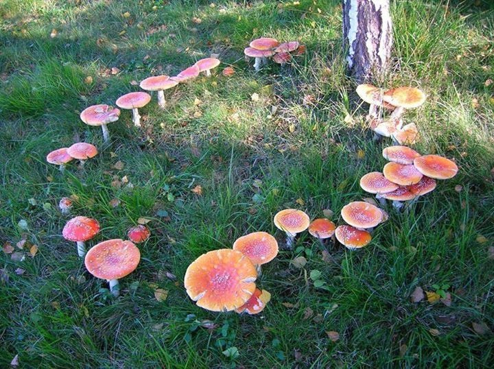 RATDAD420's tweet photo. thinking about fairy circles.... 🧚🏻‍♀️💭 https://t.co/rFbKqFWtx0