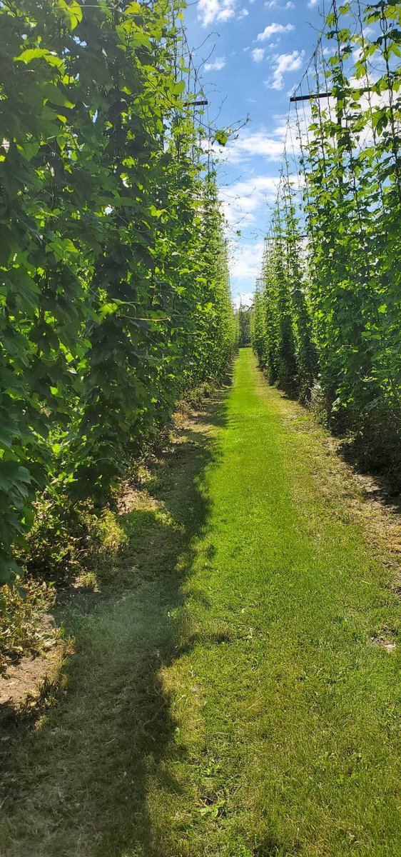 PrairieMtnhops's tweet image. nugget. #nugget #localhops #greatdirtgrowsgreathops