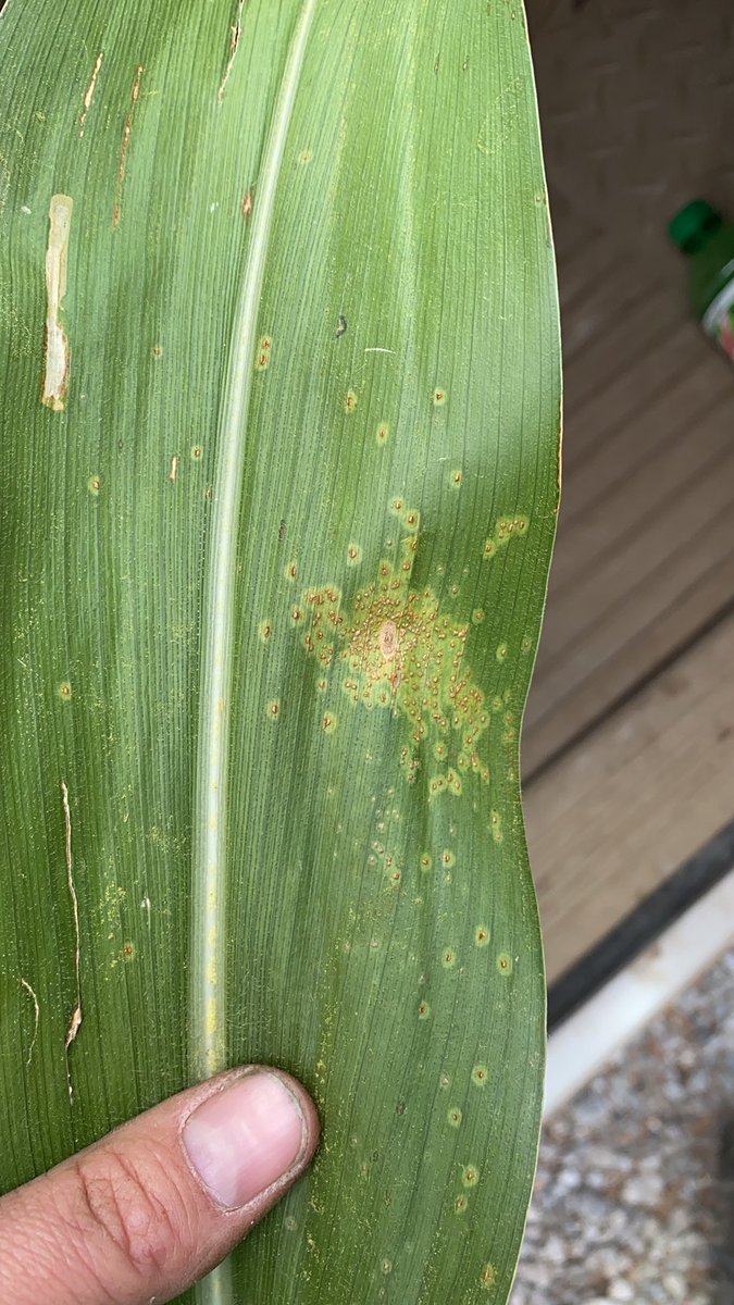 Found southern rust in Hamilton county today south of Hampton. Heads up to any farmers wondering where it has been spotted.