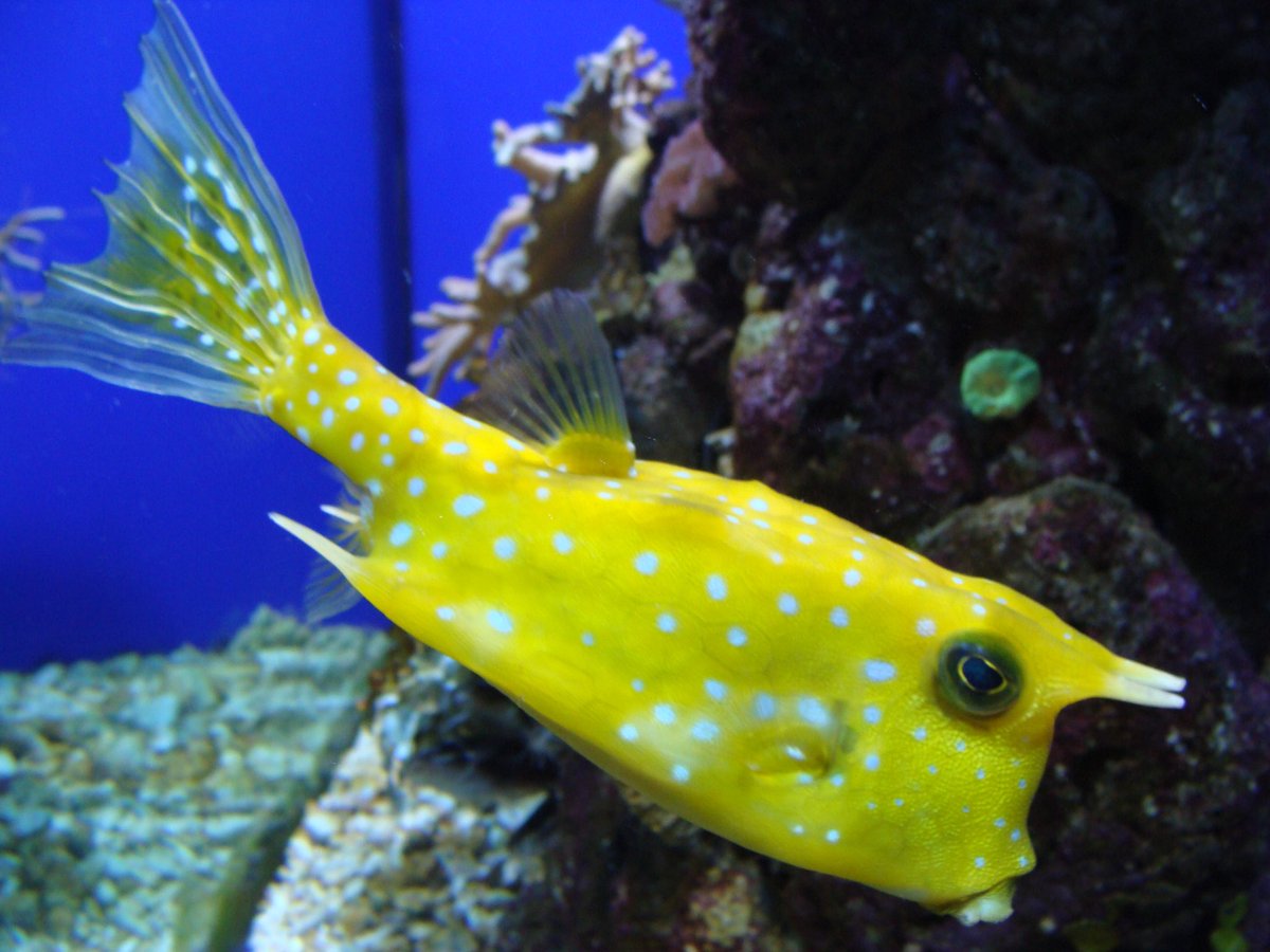 T_Piatkowski's tweet photo. A hallmark of an excellent surgeon is a broad knowledge base. Here @CCFSurgery program director @JeremyLipman includes important education on the longhorn cowfish in afternoon rounds. https://t.co/1Otq6HrglH