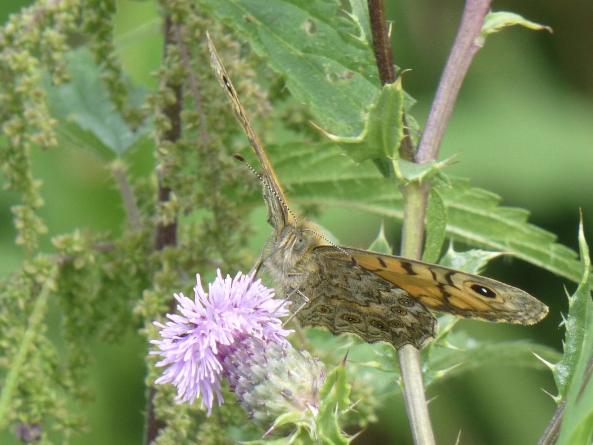 Maar liefst 9 #argusvlinders op mijn wandeling van Marnemonde naar Montfoort, langs de Hollandse IJssel. Tijdens het #argusvlinderweekend in mei nul, dus extra blij nu toch de tweede generatie te vinden <a href="/vlinderNL/">De Vlinderstichting</a>