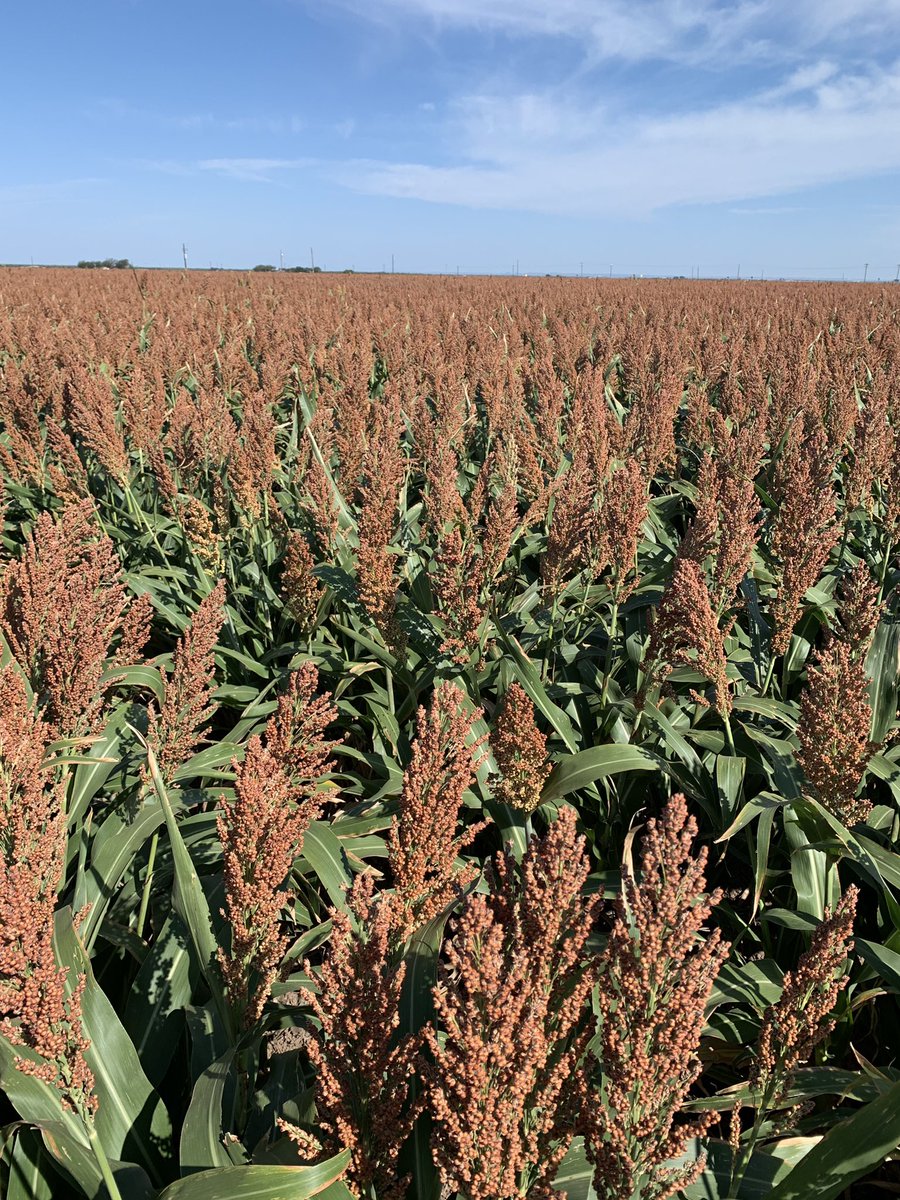 KKerrTTU's tweet photo. For your viewing pleasure: Couple drip patches of 84P68 in the Concho Valley. Starting to see some SCA pressure in the area, have not yet had to spray any hybrids with strong SCA tolerance.  Seeing big difference b/t hybrids and levels of tolerance. https://t.co/h1z48DCK8J