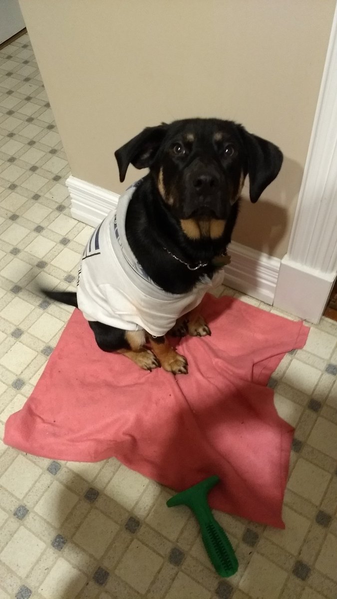 ADotChurch's tweet photo. Spaetzle is a #BlueJays fan like her dad, not an #Stumper fan like mum (...I mean #Oakland... Totally not just in it for the mascot....) So #NHFisherCats it is. #NWDogDugout https://t.co/vYX3LajAI6