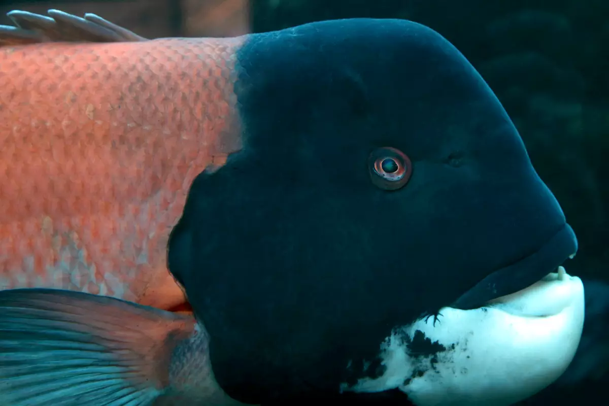 slziegler220's tweet photo. So many correct answers!
This week our #WhatFishWednesday is the California Sheephead.
Male and females have different color patterns and body shapes. Males are larger, w/ black tail and head, reddish-orange midriff, red eyes and a fleshy forehead bump.
Camera:
@MontereyAq https://t.co/8GoTI3Xk03