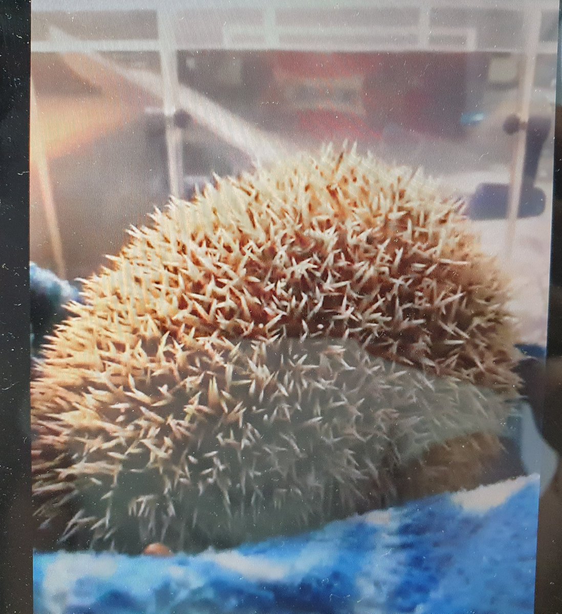 jessreddy27's tweet image. What a great evening with @littlezootoyou at our final Cub meeting of term. Thank you so much Gemma for stepping in such last minute. We all loved it! #cubscouts @1ststneotsscout #virtualscouting #canwenamethesnaildave