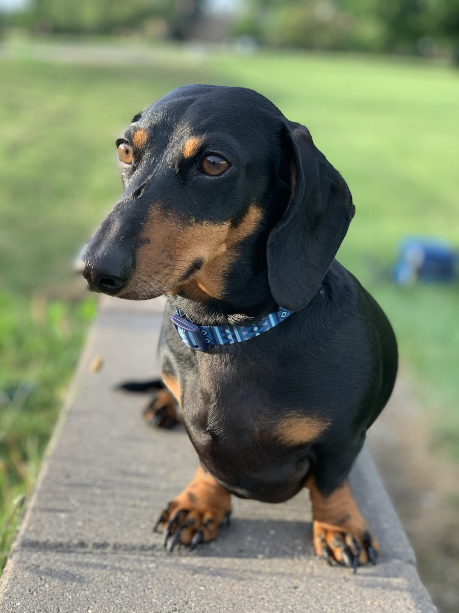 floppgean1's tweet photo. Oscar taking a quick break between sessions. #MSInspire #PetsofMSInspire https://t.co/6GM92y7hYA