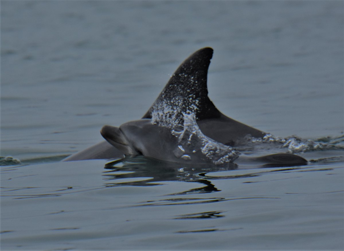 cedpperth's tweet photo. We were waiting for the moment Moon will introduce her newborn calf to us. Not even 2-week old #dolphins #Perth https://t.co/PmIVyo07TR