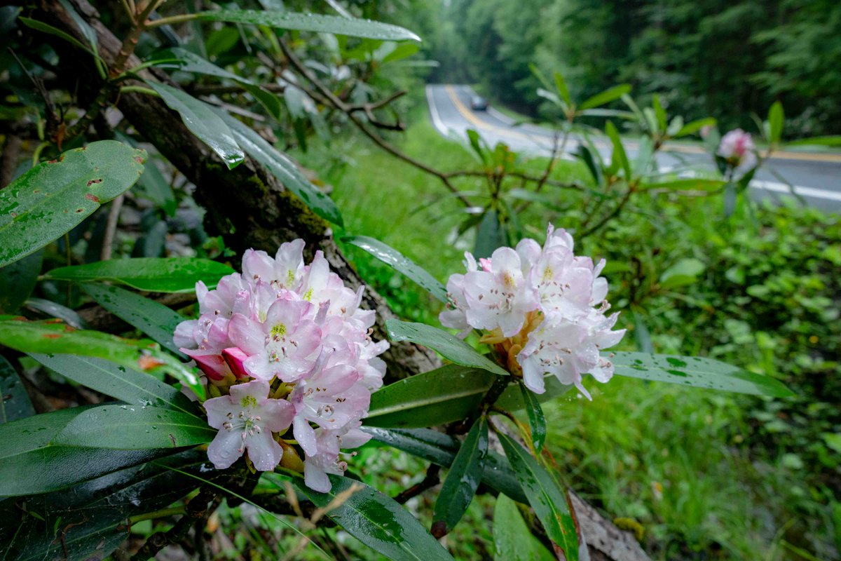 TuckerCounty_WV's tweet photo. Make a rhododendron #roadtrip part of your weekend.
The perfect weekend getaway for millions is only a hop, skip, and jump into wild and wonderful West Virginia. @wvstateparks
#getuckered #almostheaven https://t.co/j5SvWg3Rba