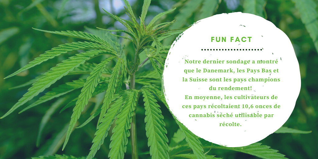 WorldWideWeedQC's tweet photo. Notre dernier sondage a montré que le Danemark, les Pays-Bas et la Suisse sont les champions du rendement! En moyenne, les cultivateurs récoltent 10,6 onces de cannabis séché utilisable par récolte alors que la moyenne internationale était de 7,1 onces.
Qu'en pensez-vous? https://t.co/1h9XXQ9cPo