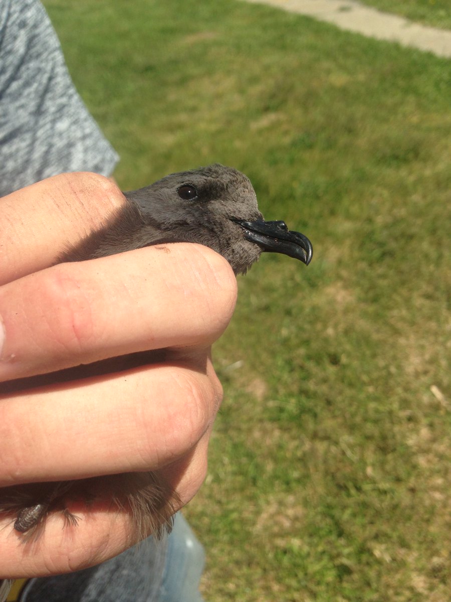CuriousGull's tweet photo. @evornithology Happy BDay! A scratch-n-sniff storm petrel was pretty neat. https://t.co/y1LlsivMBK
