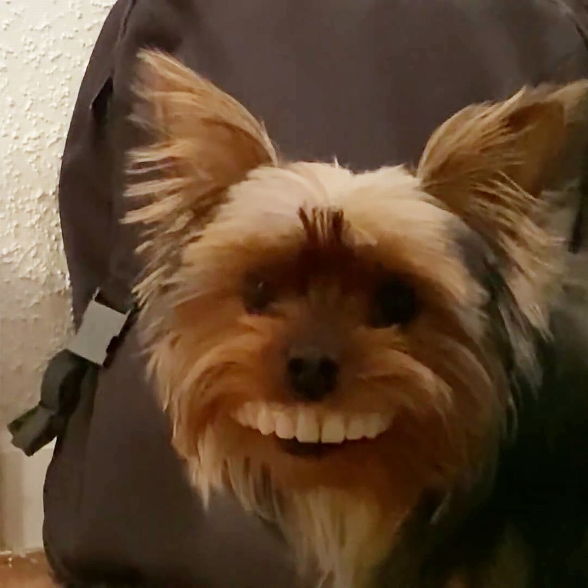 "Oh, he saw that people smile at each other, so he's trying to smile at you," she said.It was creepy as hell, but she was right.The dog thought baring its teeth was a smile.