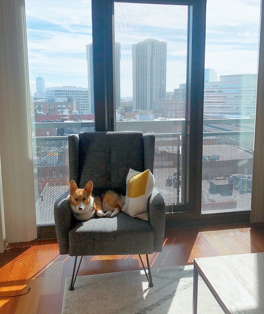 EquityRes's tweet photo. We can't decide which we love more, Lila the corgi or the stunning skyline view at Avenir Apartments. #LiveRemarkably https://t.co/EOIZWVZyLO