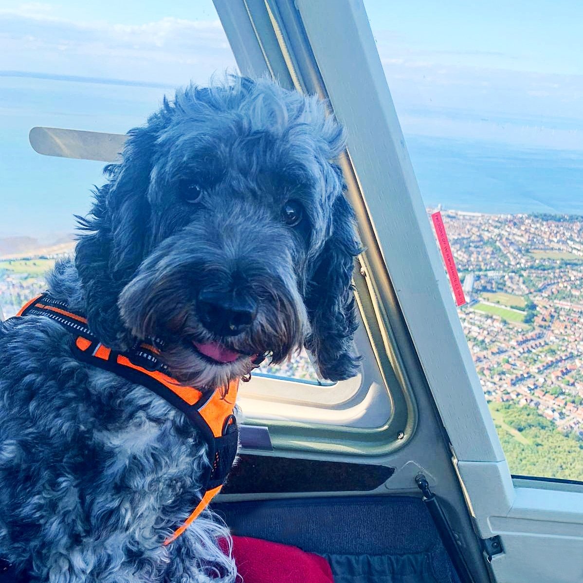 Barney is progressing well with his flying lessons... #dogsoftwitter #flying #helicopter #jetranger #kent #pilottraining